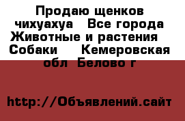 Продаю щенков чихуахуа - Все города Животные и растения » Собаки   . Кемеровская обл.,Белово г.